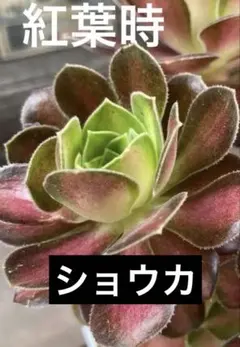 2026年最新】観葉植物 アエオニウムの人気アイテム - メルカリ