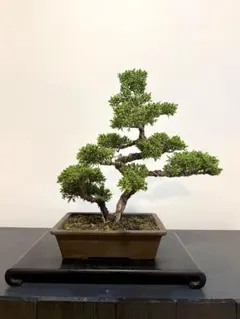 皐月 中品盆栽 白琳 - メルカリ