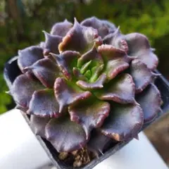 多肉植物☆エケベリア☆ブラックマディバ