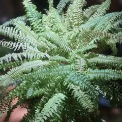 2026年最新】ネフロレピス ハッピーマーブルの人気アイテム - メルカリ