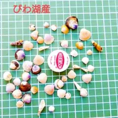 びわ湖の貝殻 大小　ハンドメイド素材