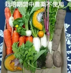 アウトレット★栽培期間中農薬不使用★しあわせ♡可愛い野菜セット