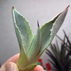 【特価】アガベ　オバティフォリア　オルカ　極上OC株のサムネイル