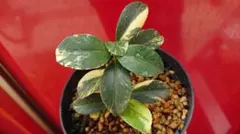 thala様 リクエスト 3点 まとめ商品