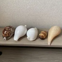 ホシダカラ　タルダカラ　ウミウサギガイ　ビワガイ　5点のサムネイル