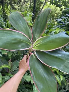 ティーリーフ 葉っぱ 200枚セット ティTi, Ki - ハワイアン・セレクトショップ | Lani Hawaii