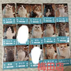 猫カフェmocha大阪梅田店　名刺