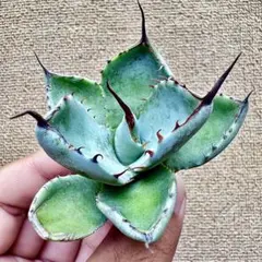 2025年最新】オリザバ アガベの人気アイテム - メルカリ