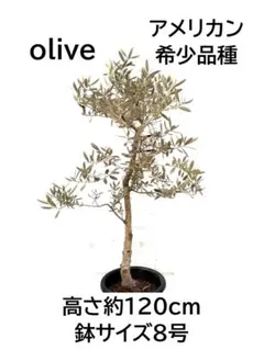 オリーブの木　モライオロ　8号　約120cm　K-398　現品掲載 オリーブの木 モライオロ 8号 約120cm K-398 現品掲載 - メルカリ