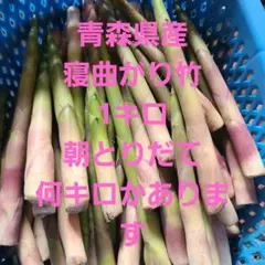 新鮮タケノコ 根曲り竹　朝とりだて　1キロ　何キロかありますのサムネイル