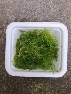 値下げ！新鮮な水草マツモ 緑色30㎝～40㎝サイズ3本＋オマケ付き
