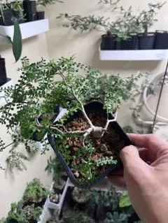 オペルクリカリア パキプス 実生のサムネイル