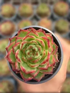 Top【選抜株】多肉植物 362769クリスタル ボール 40個 鉢無し/脱土