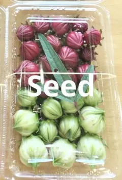 食用ハイビスカス　ローゼル赤と白　種