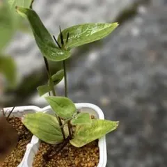 hejinosuke様 リクエスト 2点 まとめ商品