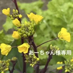 あーちゃん様専用