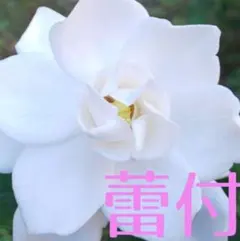 ☘️L☘️八重咲き　クチナシ 　抜き苗 　梔子のサムネイル