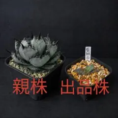 2026年最新】アガベ藍鯨の人気アイテム - メルカリ