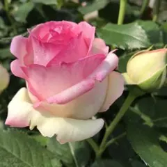 お楽しみ苗 つる薔薇（ピエールドゥロンサールかゴールドバニー）同