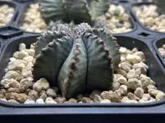 ユーフォルビアホリダ Ver.ゲレンデ 極選抜 神白 B 大きめサイズ 2025年最新】ユーフォルビア ホリダ白衣の人気アイテム - メルカリ