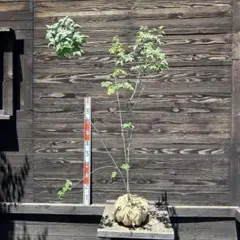 2025年最新】アオダモの庭の人気アイテム - メルカリ