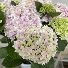 ☆ハイドランジア♡アジサイ☆カノン ブルー☆5.5号鉢☆超希少☆大栄
