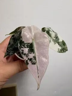 極上 アロカシア ユカタンプリンセス ピンク - メルカリ