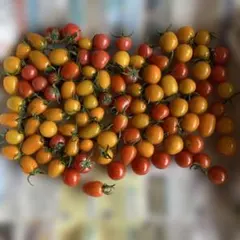 朝どれ　ミニトマト　ネコポスのサムネイル