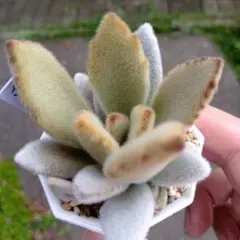 りく様 リクエスト ３点 まとめ商品