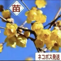 marumaru様 リクエスト 3点 まとめ商品