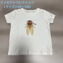 INSECT COLLECTION ☆セミ Tシャツ ☆Lサイズ