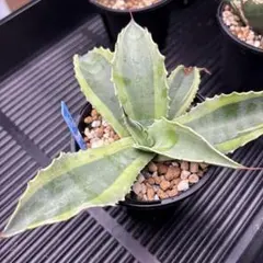 アガベ 斑入り オバティフォリアオルカ①鉢植え メルカリ匿名配送！ アガベ 斑入り オバティフォリアオルカ①鉢植え メルカリ匿名配送