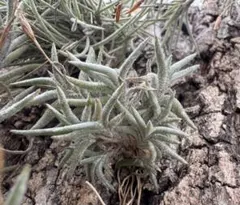 Tillandsia Seleriana Green Giant 速達発送 Tillandsia Seleriana Green Giant 速達発送 - メルカリ