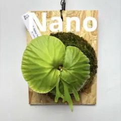 P. Ridleyi Nano(TC) 【30】のサムネイル