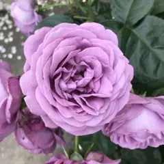 happy様 リクエスト 2点 まとめ商品