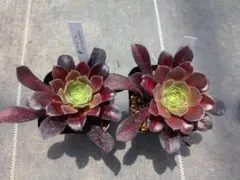 1ポット785円　アエオニウム　花月夜　7.5cmポット 1ポット785円 アエオニウム 花月夜 7.5cmポット - メルカリ