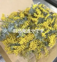ミモザ ドライフラワー 銀葉アカシア　ネコポスいっぱい！