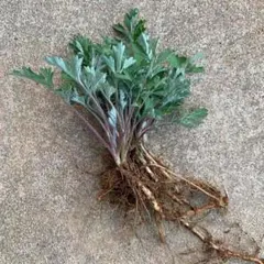 ナッツサマー様 リクエスト 2点 まとめ商品