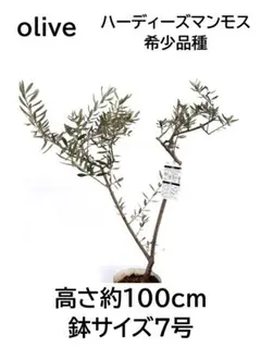 2026年最新】#オリーブ屋さんのハーディーズマンモス一覧の人気