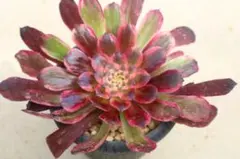 28#多肉植物アエオニウム錦❤️銅花順錦❤️1大頭3-4子芽15cm拔き苗