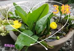 川骨　コウホネ　茶花　（5株） 川骨 コウホネ 茶花 （5株） - メルカリ
