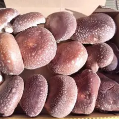 sayako　様　専用になりました。 岐阜県産の原木椎茸です。