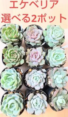 多肉植物 (エケベリア) 選べる抜き苗 2ポット