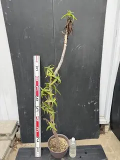 アロエ　ストリアツラ　観葉植物 約90cm 健康な根 アロエ ストリアツラ 観葉植物 約90cm 健康な根 - メルカリ