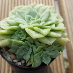 samrinchan様 リクエスト 2点 まとめ商品