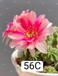 56C　超人気品種　花サボテン　ロビビア属　開花株　カキコ蕾ありのサムネイル