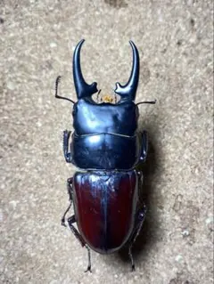 標本】美麗 トルンカートゥスホソアカクワガタ 昆虫標本 - メルカリ