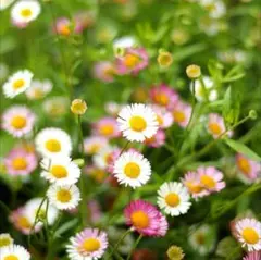 プロフ確認宜しく‼//あっくんママ様 リクエスト 2点 まとめ商品