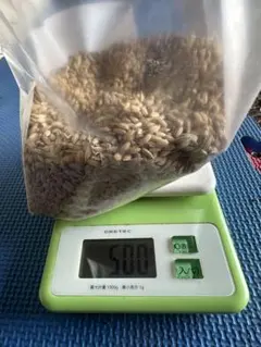자연농법 '아케보노' 씨벼 | 농약이나 비료 사용 안 함 | 자가 수확 | 늦게 익는 종자 | 지금도 파종 가능