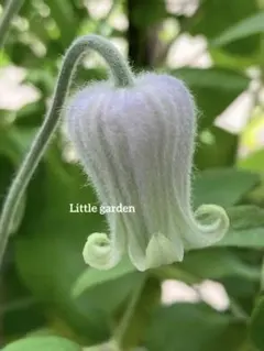 クレマチス　壺型　正規品ラベル付き クレマチス 壺型 正規品ラベル付き 高級クレマチス